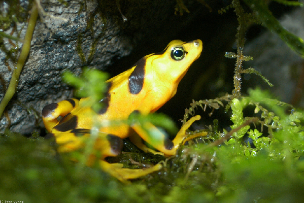  Atelopus zeteki ID = 