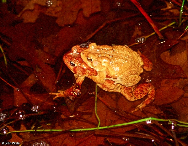  Bufo americanus ID = 