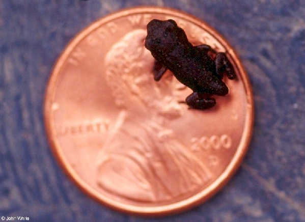  Bufo americanus ID = 