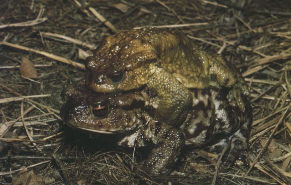  Bufo bufo ID = 