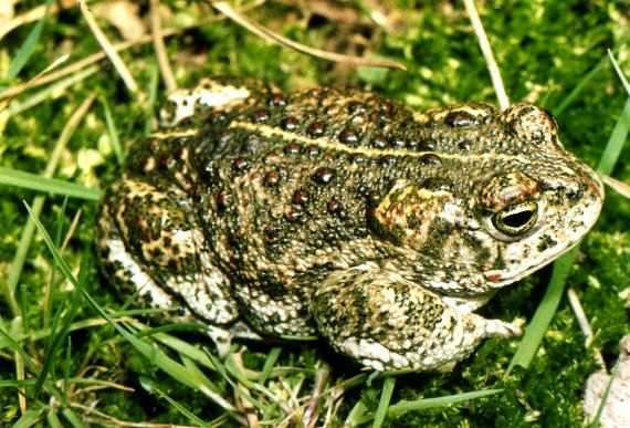  Bufo calamita ID = 