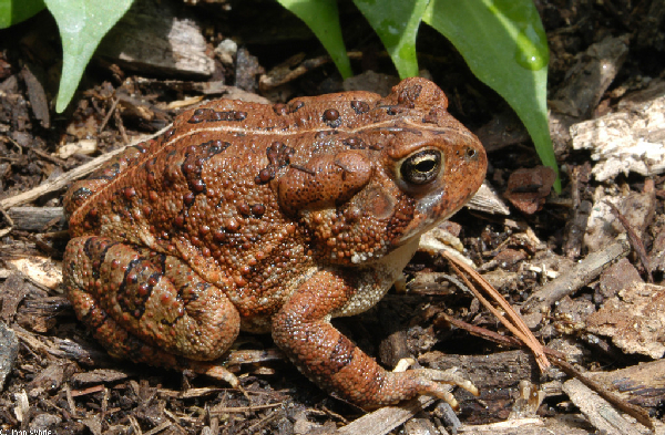  Bufo fowleri ID = 