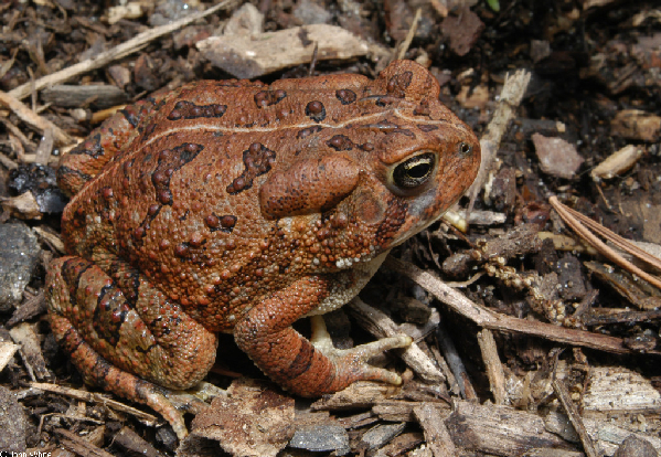  Bufo fowleri ID = 