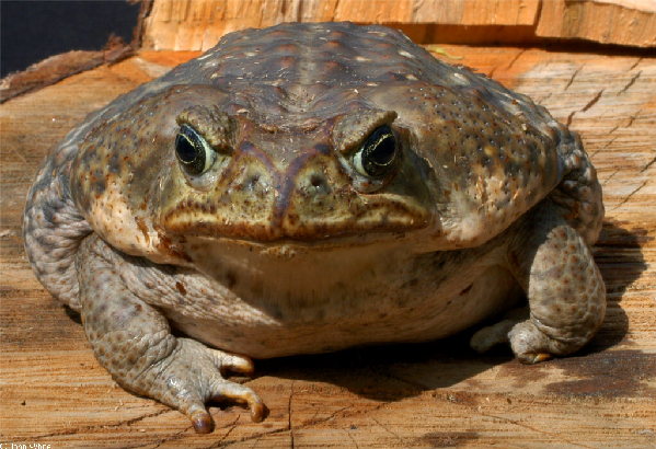  Bufo marinus ID = 