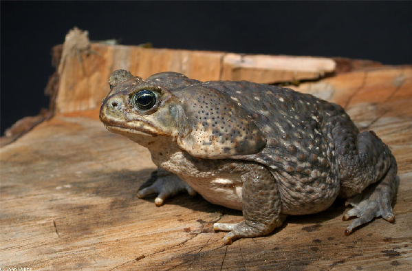  Bufo marinus ID = 