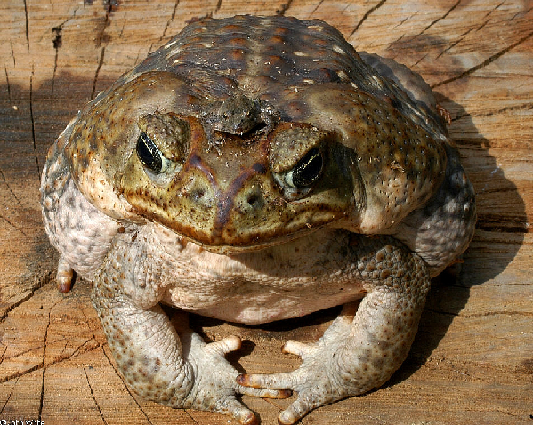  Bufo marinus ID = 