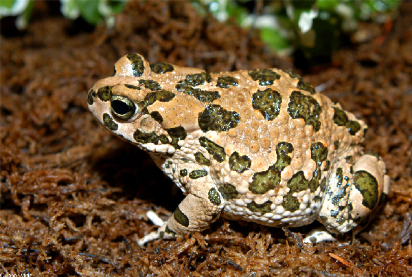  Bufo viridis ID = 