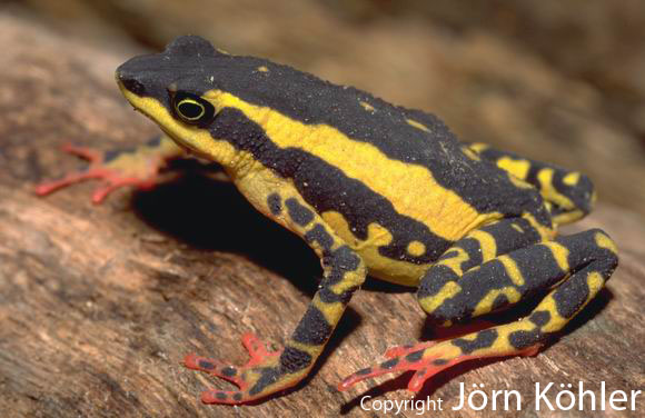  Atelopus tricolor ID = 