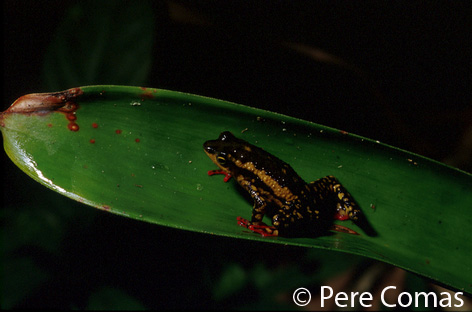  Atelopus tricolor ID = 