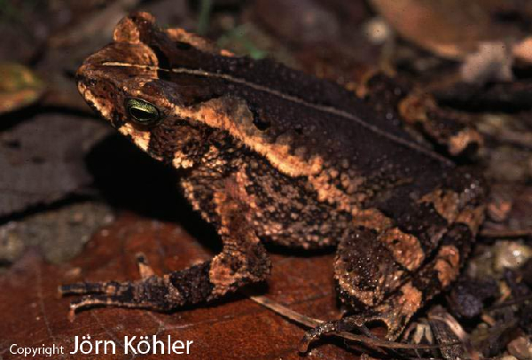  Bufo fissipes ID = 