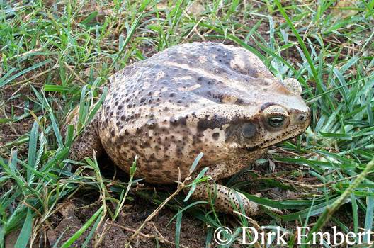  Bufo schneideri ID = 