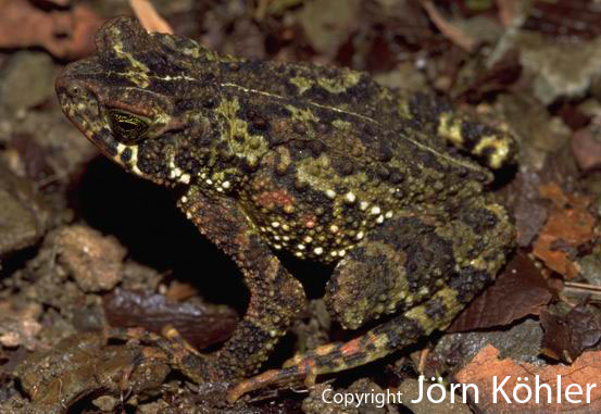  Bufo veraguensis ID = 