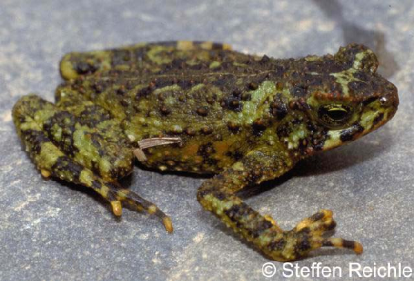  Bufo veraguensis ID = 