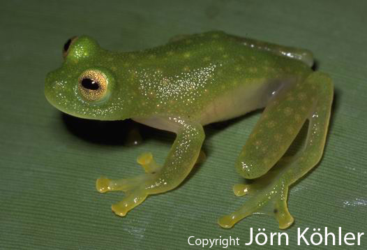  Hyalinobatrachium bergeri ID = 