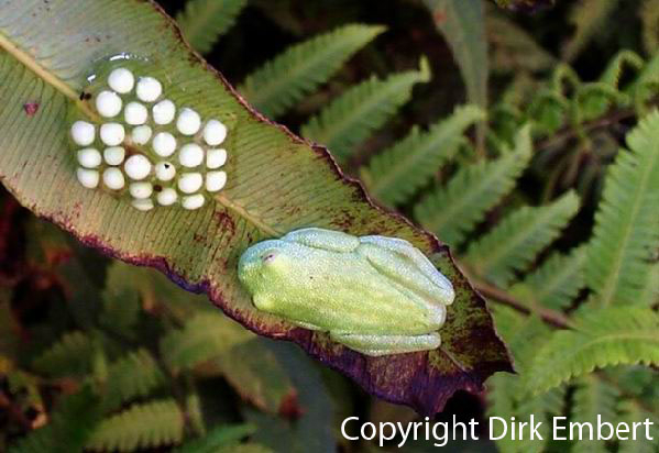  Hyalinobatrachium bergeri ID = 