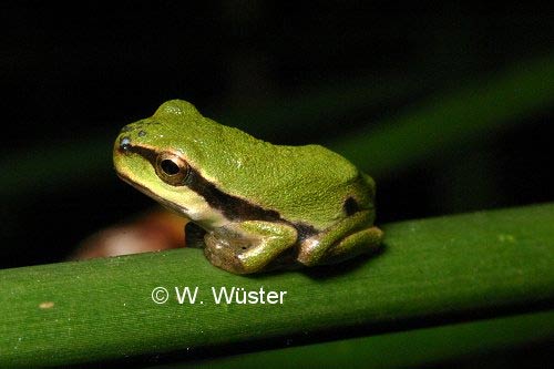  Hyla arborea ID = 