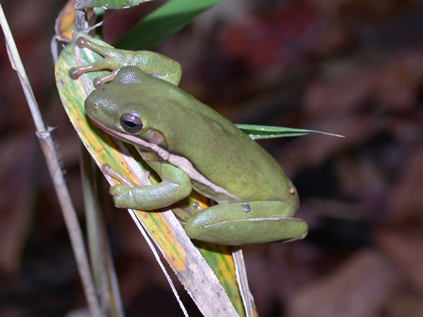  Hyla cinerea ID = 