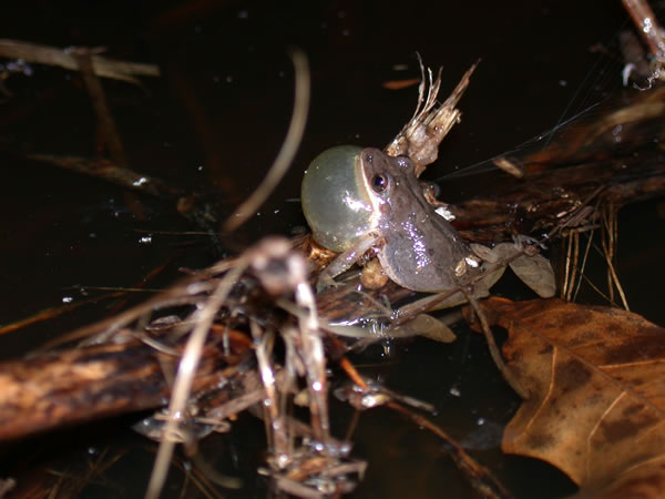  Pseudacris nigrita nigrita ID = 