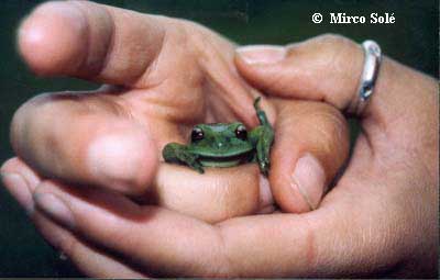  Aplastodiscus perviridis ID = 