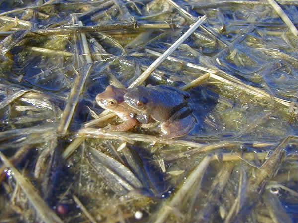  Pseudacris crucifer crucifer ID = 