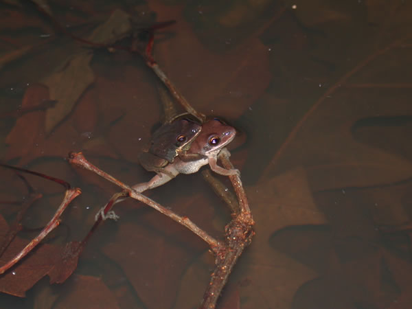  Pseudacris nigrita nigrita ID = 