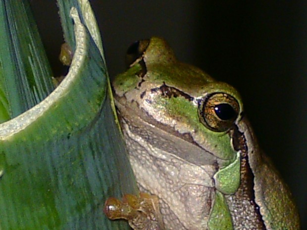  Hyla arborea arborea ID = 