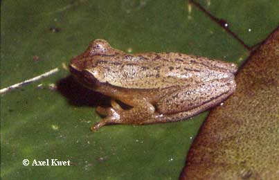  Dendropsophus nanus ID = 