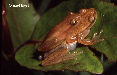  Dendropsophus sanborni ID = 