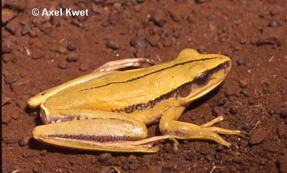  Hypsiboas albopunctatus ID = 