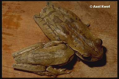  Hypsiboas bischoffi ID = 