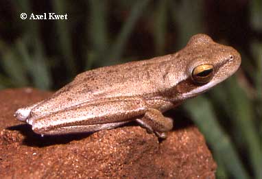  Hypsiboas caingua ID = 