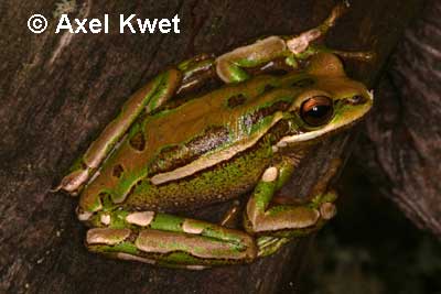  Hypsiboas joaquini ID = 