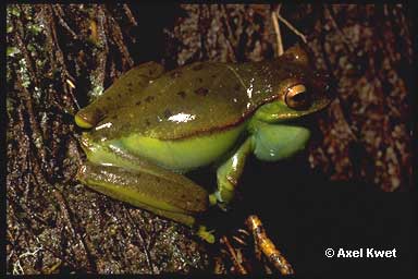  Hypsiboas marginatus ID = 