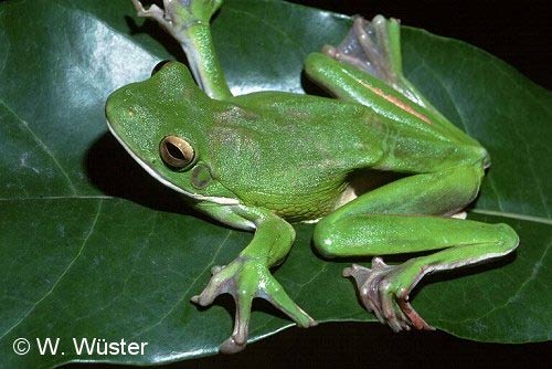  Litoria infrafrenata ID = 