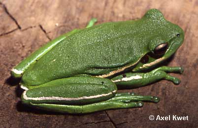  Hypsiboas prasinus ID = 