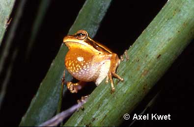  Hypsiboas pulchellus ID = 