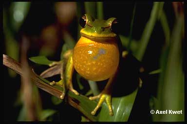  Hypsiboas cf. pulchellus ID = 