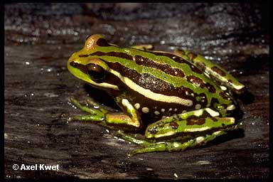  Hypsiboas semiguttatus ID = 