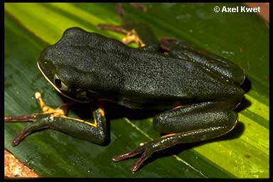  Phyllomedusa tetraploidea ID = 