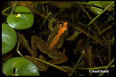  Pseudis minutus ID = 