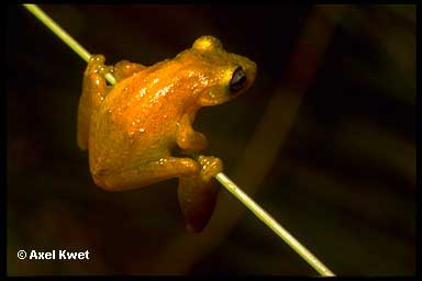  Scinax berthae ID = 