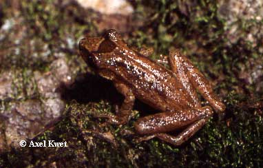  Scinax cf. berthae ID = 