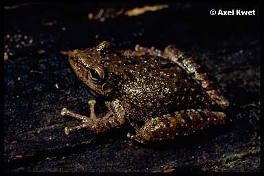  Scinax fuscovarius ID = 