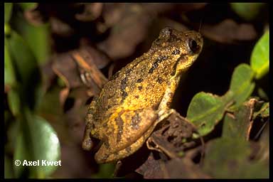  Scinax granulatus ID = 