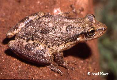  Scinax nasicus ID = 