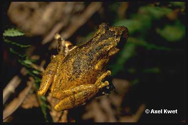  Scinax perereca ID = 