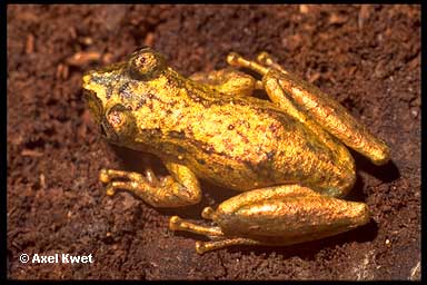  Scinax rizibilis ID = 