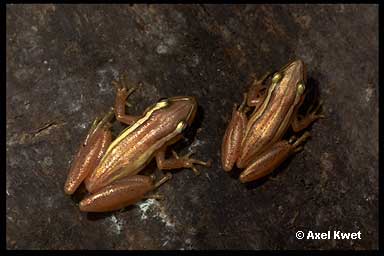  Scinax squalirostris ID = 