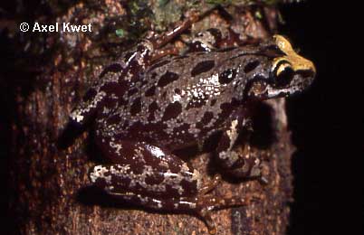  Scinax uruguayus ID = 