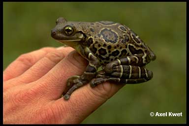  Trachycephalus sp. ID = 